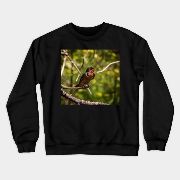 Barn Swallow Singing in a Tree Crewneck Sweatshirt by jecphotography